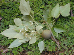 Aleurites moluccana (Candlenut)