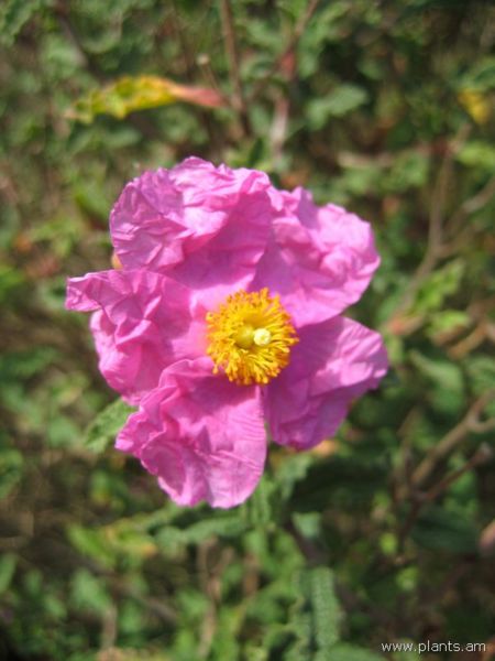 File:Cistus incanus-pink rock rose-IMG 7323 sfbg0308.jpg