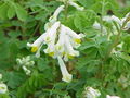 Corydalis