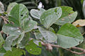 leaves in Kolkata, West Bengal, India.