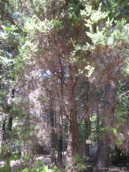 File:Erica arborea-IMG 2914 lokrun.jpg