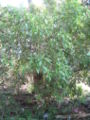 Fuchsia paniculata
