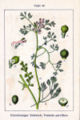 Fumaria parviflora