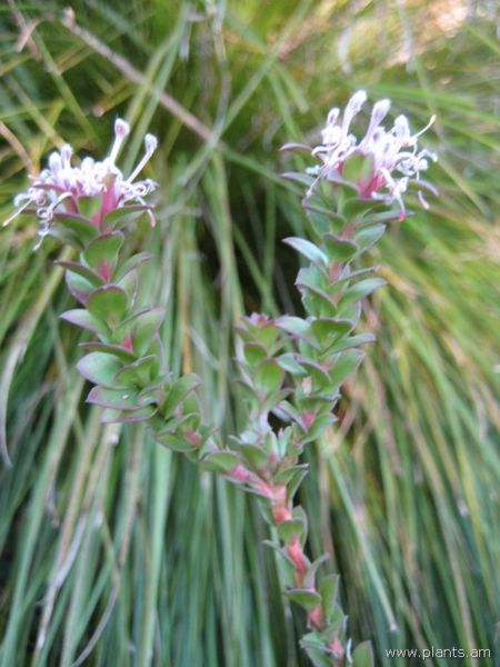 File:Isopogon buxifolius-narrow leaf drumsticks-IMG 6957 sfbg0308.jpg