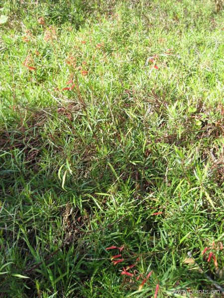 File:Lobelia laxiflora-IMG 0994 hunt07.jpg