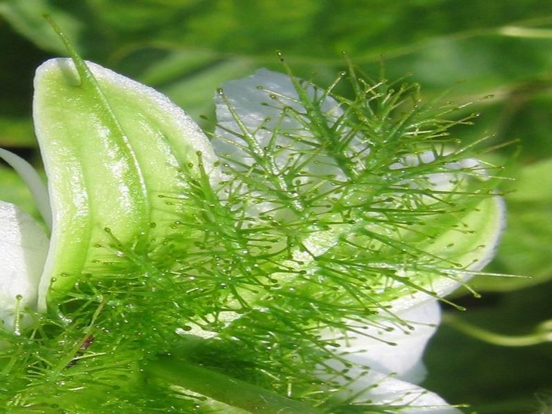 File:P foetida bracts.jpg