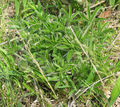 Thumbnail for version as of 18:21, 16 October 2007