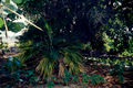 Thumbnail for version as of 04:43, 17 May 2007