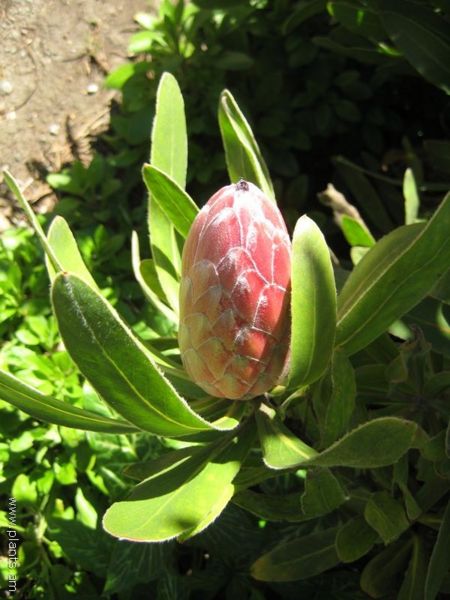 File:Protea-pink ice-IMG 8026 sfbg0308.jpg