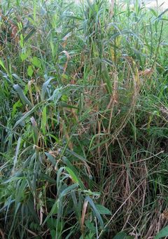 Reed canary grass inflorescence