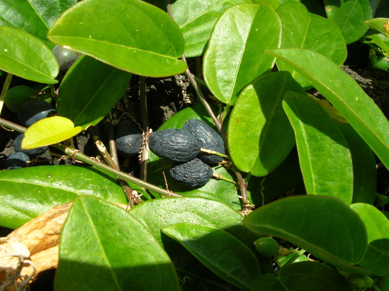 File:Starr 050224-4433 Passiflora suberosa.jpg