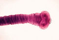 Thumbnail for version as of 05:13, 20 September 2007