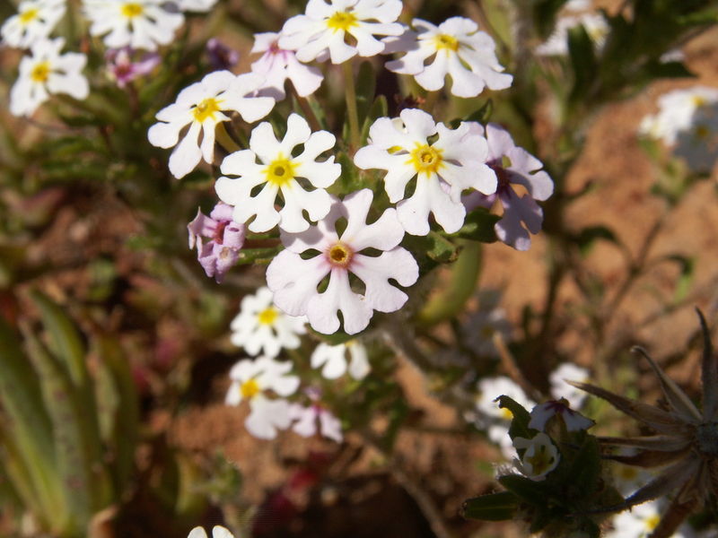 File:Zaluzianskya affinis-PICT2782.jpg