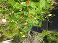 Thumbnail for version as of 09:41, 29 April 2025