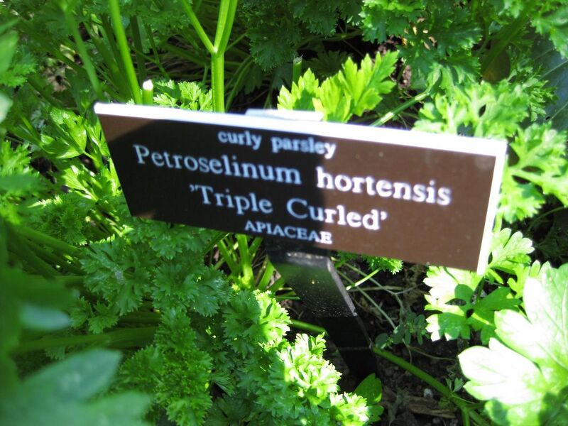 File:1280px-IMG 0410 nybg09.jpg