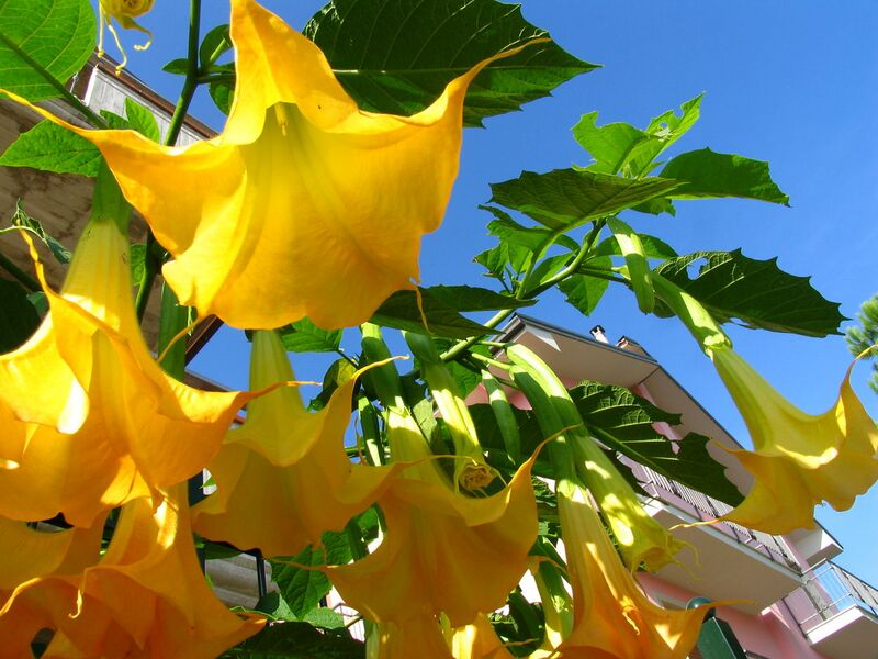 File:1280px-Trumpetflowers, Engelstrompeten-8069.jpg
