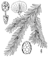 Thumbnail for version as of 09:42, 29 April 2025