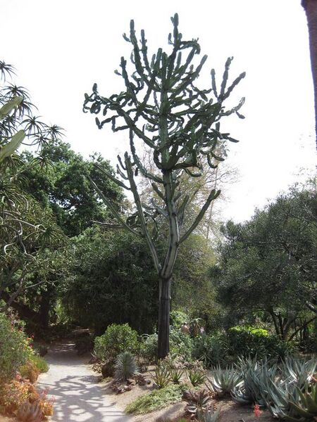 File:576px-IMG 4354 hunt0904.jpg