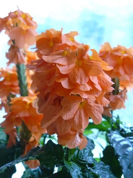 File:768px-Crossandra Fortuna.JPG