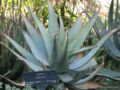 Aloe glauca