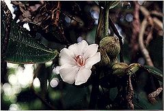 Blakea eriocalyx