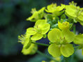 Bok choy's yellow flowers