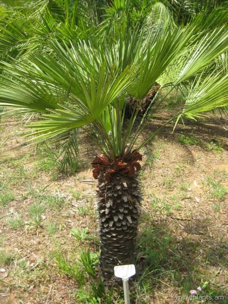 File:Chamaerops humillis-var. dactylocarpa-IMG 3030 lokrun.jpg