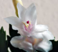 a close-up photo of a Christmas cactus