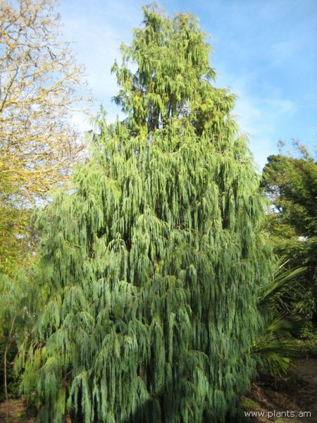 File:Cupressus torulosa-cashmeriani-IMG 7440 sfbg0308.jpg