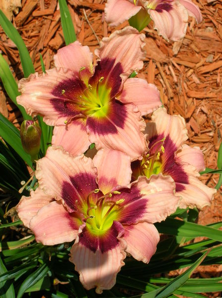 File:Daylily, 2006-4752.jpg