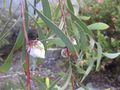 Thumbnail for version as of 08:03, 26 November 2009