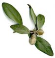 Fruit of the Pyramid Tree