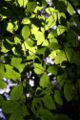 Leaves are an important feature of trees. These are Beech leaves.