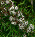 Thumbnail for version as of 12:28, 9 August 2007