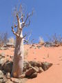 Moringaceae:Moringa ovalifolia, stem succulent