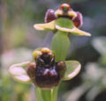Bumblebee Orchid (Ophrys bombyliflora)