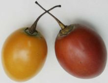 Fruit