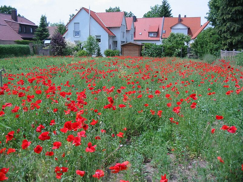 File:1024px-Newpoppies.jpg