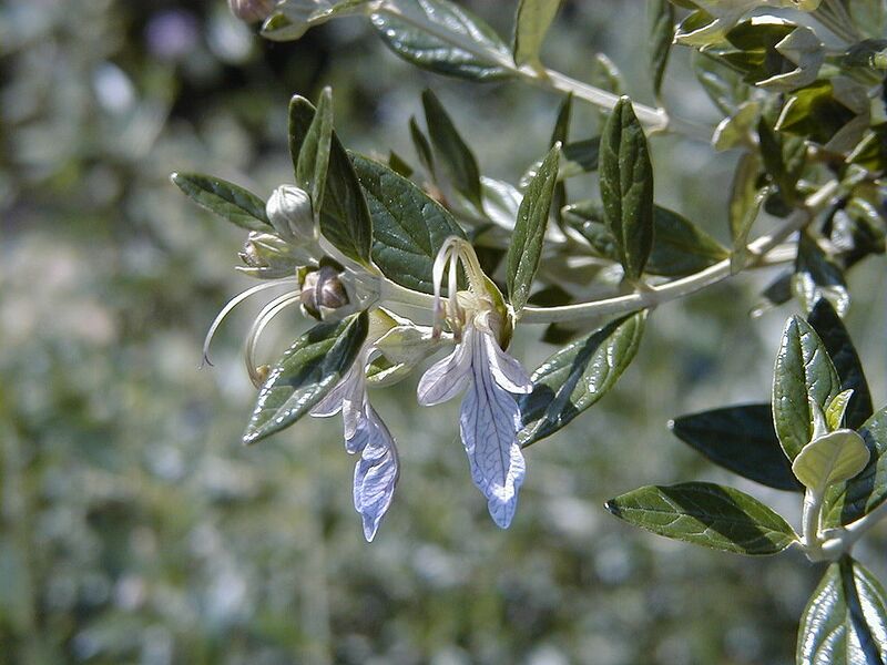File:1024px-Teucrium fruticans RJB.jpg