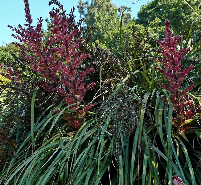 File:1114px-Puya dyckioides 1.jpg