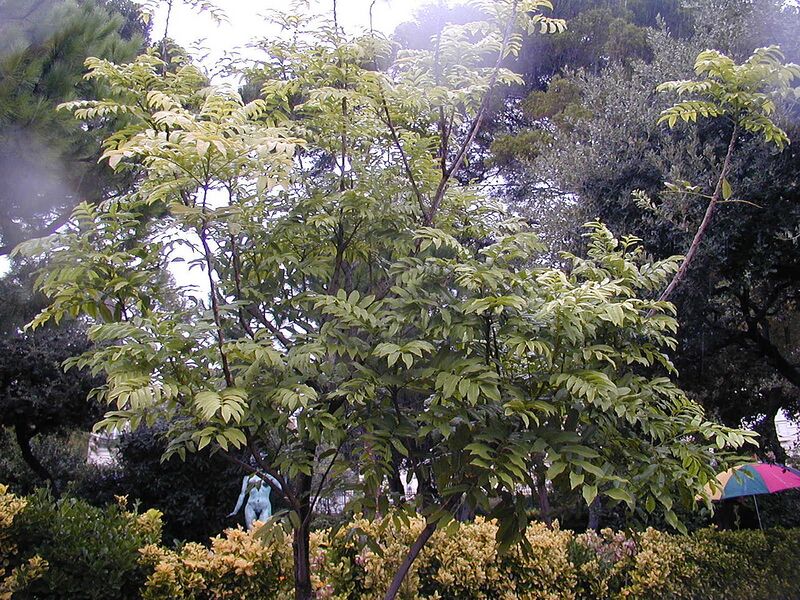 File:1280px-200410 Castanospermum australe.JPG