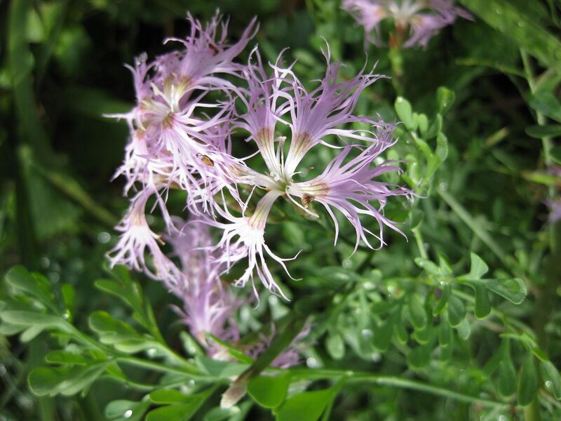 File:1280px-IMG 0682 bbg09.jpg