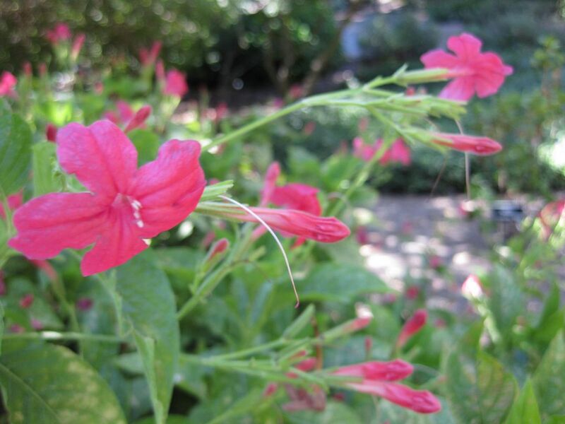 File:1280px-IMG 1924 hunt09oct.jpg