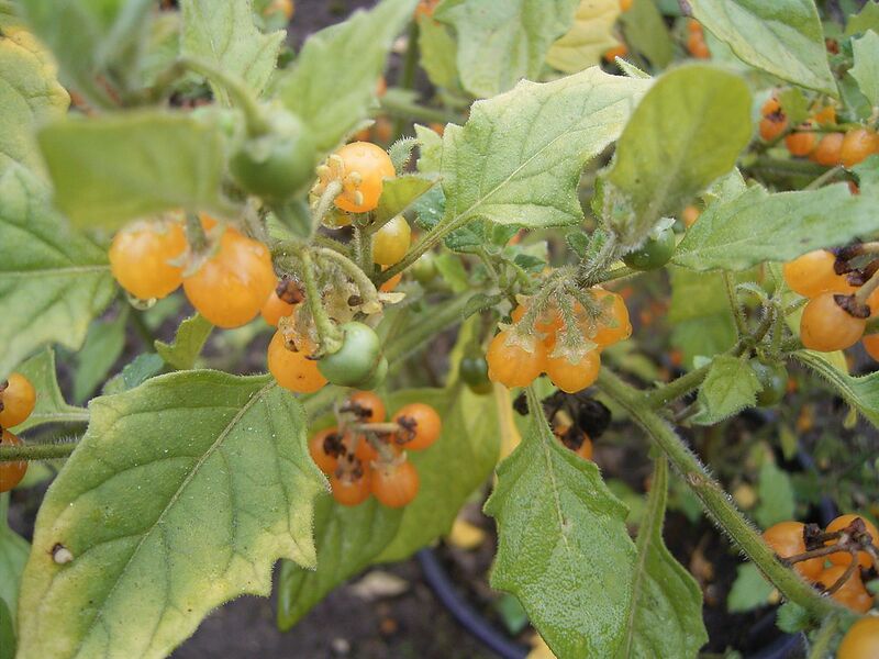 File:1280px-Solanum villosum 01-10-2005 11.10.56.JPG