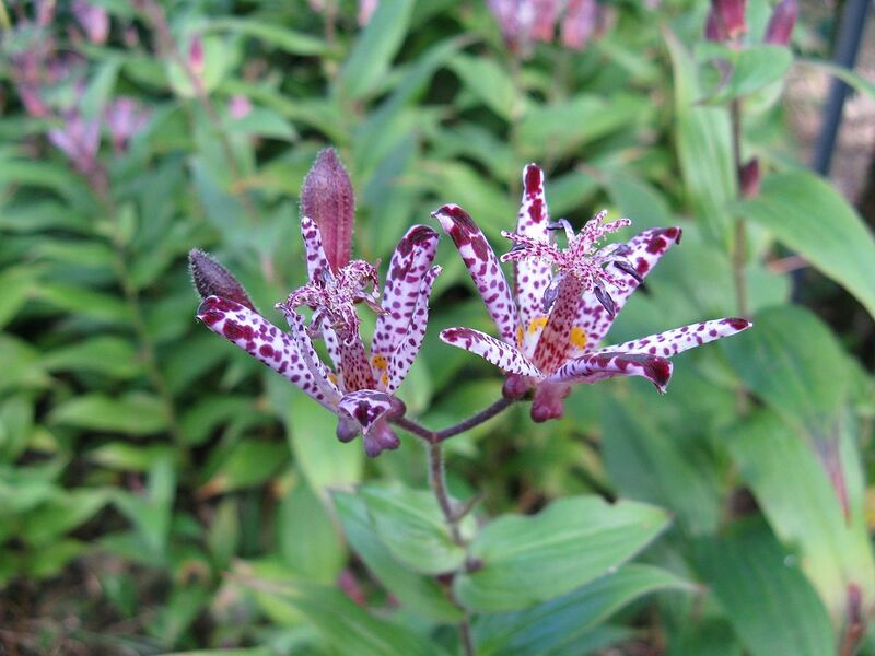 File:1280px-Tricyrtis 'Sinonome'2.jpg