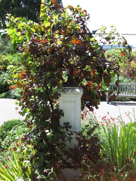 File:576px-IMG 0121 nybg09.jpg