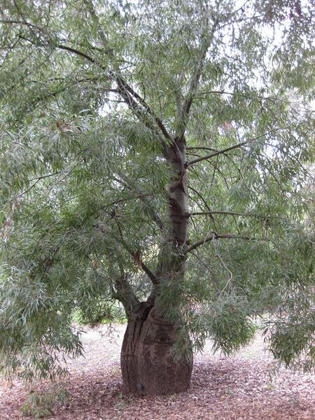 File:576px-IMG 4887 hunt0904.jpg