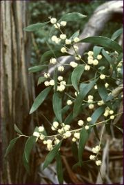 Acacia melanoxylon foliage and flowers