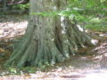 Base of a Beech