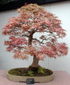 Thumbnail for version as of 06:14, 19 May 2007
